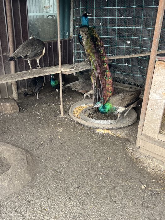 Vand pauni si păunițe