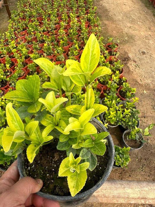 Japonica Bravo 3 L.Euonymus Aurea Viburnum Lucidum 3L .Green Spire 3 L