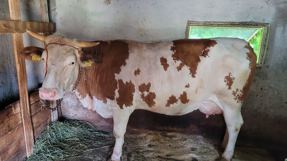 Vaca balțata romaneasca de vanzare