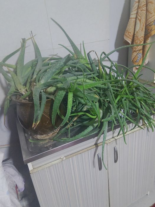 Алоэ сатылады 10 жылдың