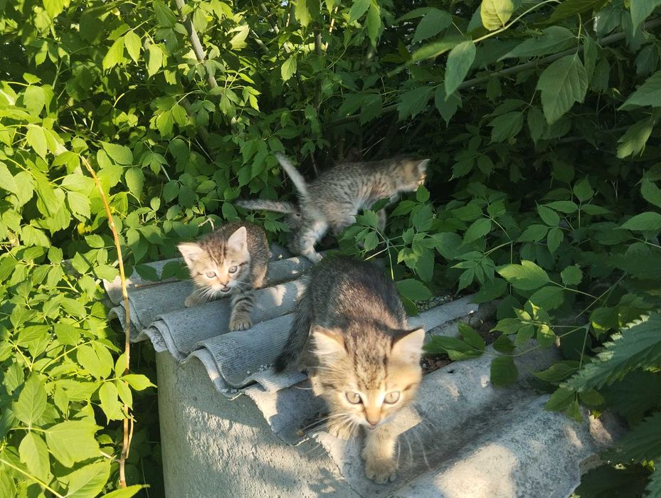 Котята в добрые руки