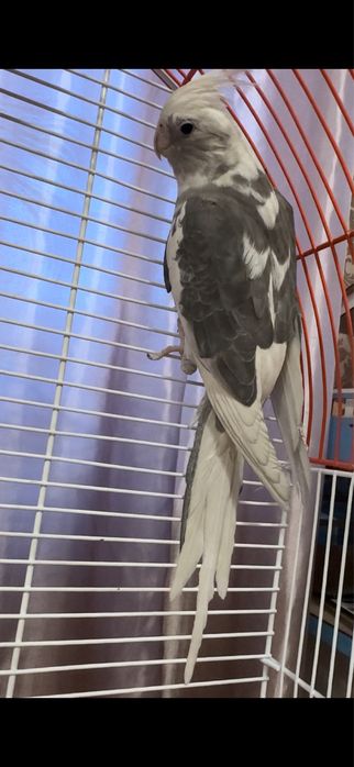 Попугай  Корелла