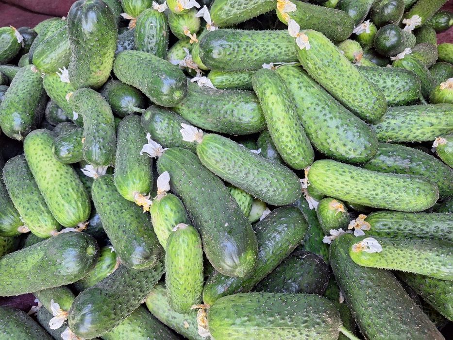 Продам огурцы свежие