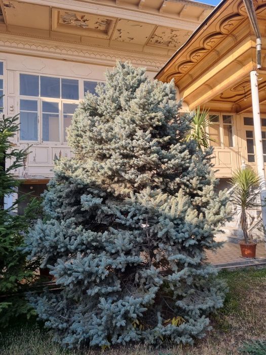 Galuboy yel Pixta,Голубой ёл Пихта