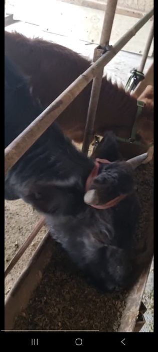 Ona bola sigir sotiladi