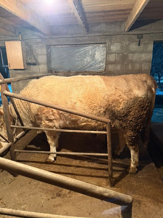 Продам быка, село Шамалган