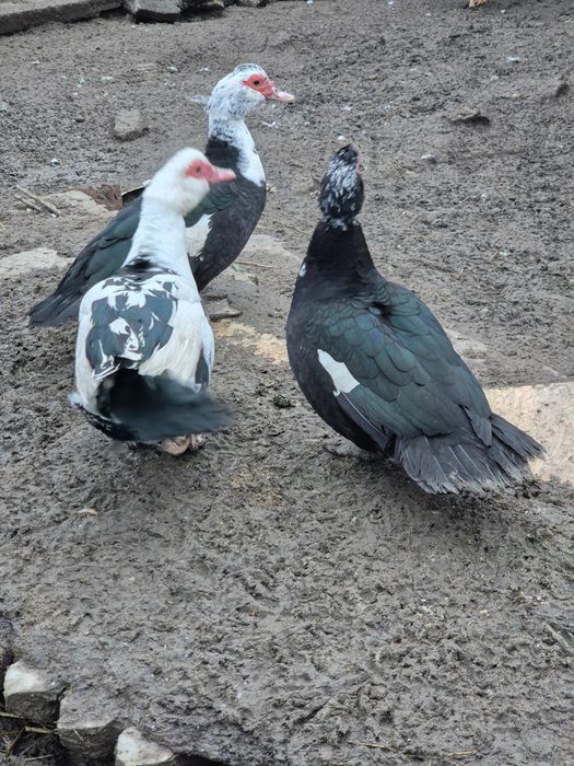 Rate mute de vanzare