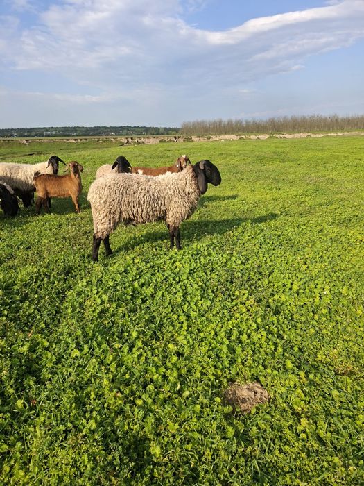 Berbec sârbesc noatin