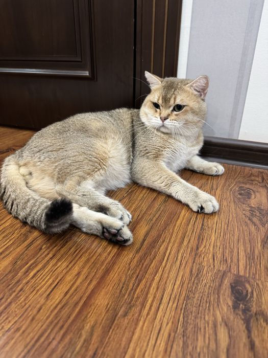 Шикарный кот золотой британец в любимцы