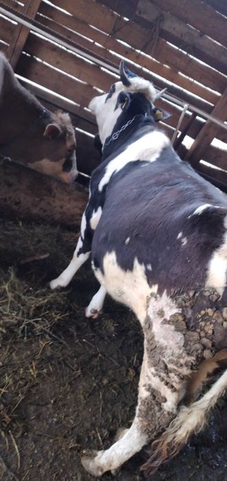 Junica gestantă de vanzare