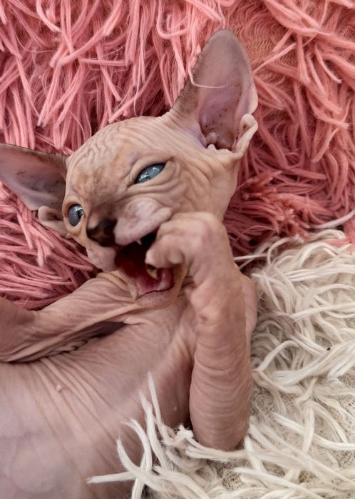 продам котят породы сфинкс