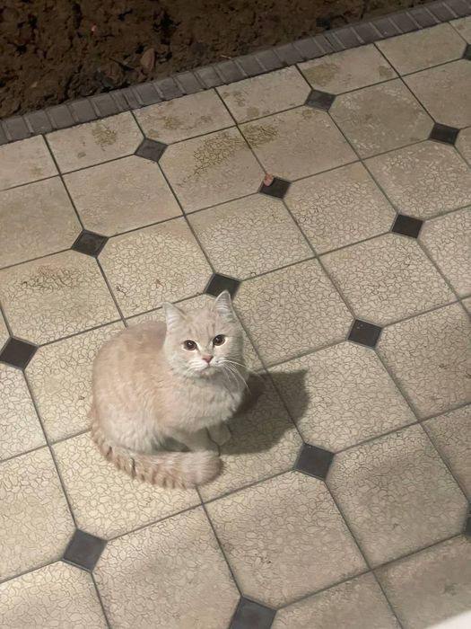 Damashniy Mushuk sotiladi Latokka organgan  British Ogil bola