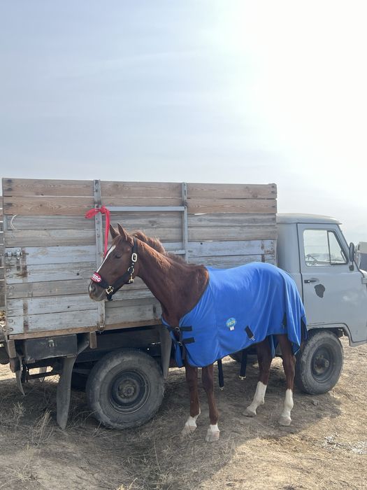 Продаже лошадь жеребчик