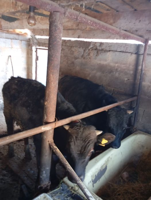 Продам бычков село Кайназар