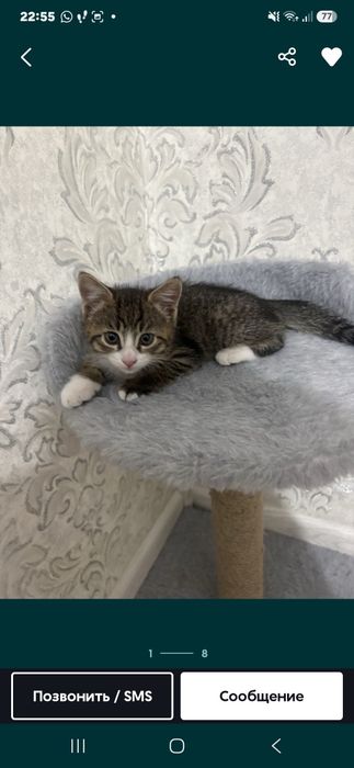 Отдам котёнка мальчика