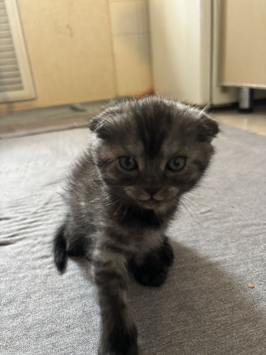 Вислоухая девочка — милашка ищет дом