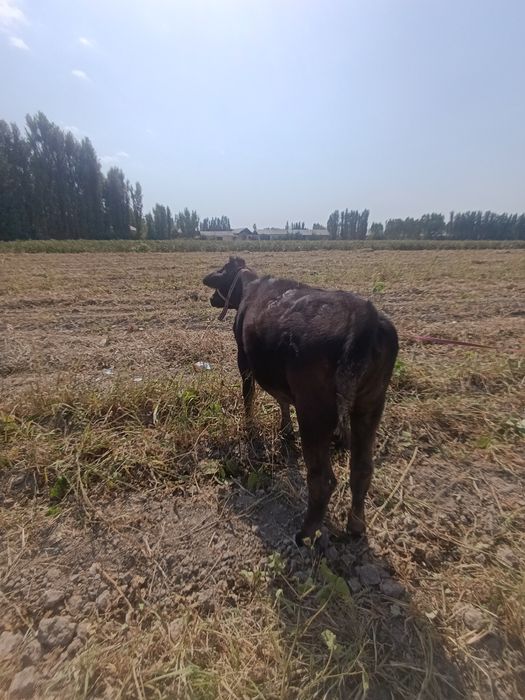 Sotiladi! Zoʻr buzoq