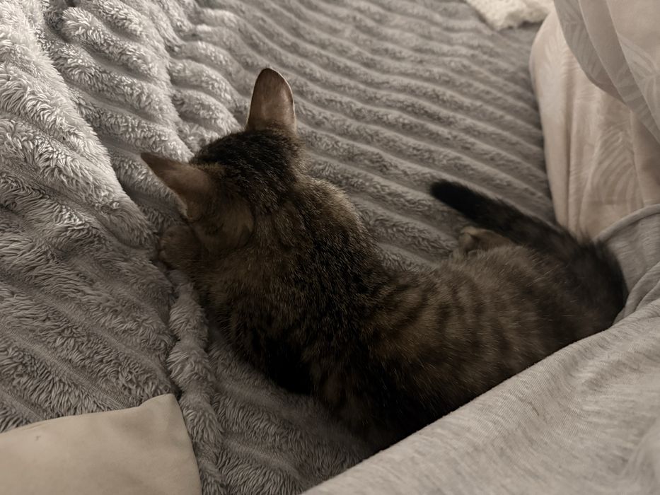 Отдам котенка,