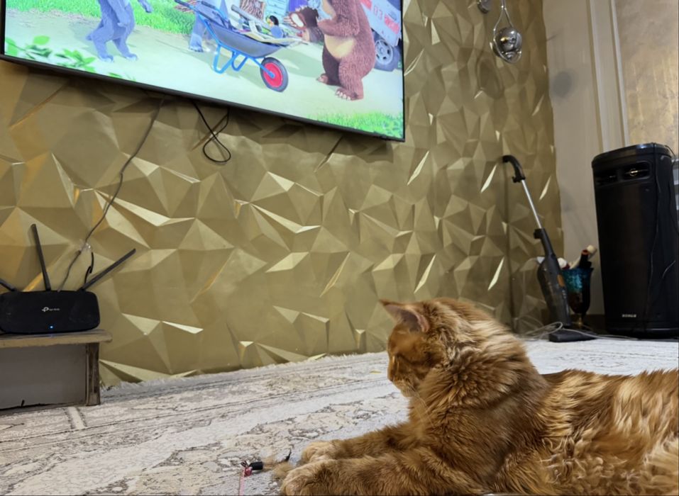 Мейн-кун  вязка полидакт 6/6/6/6