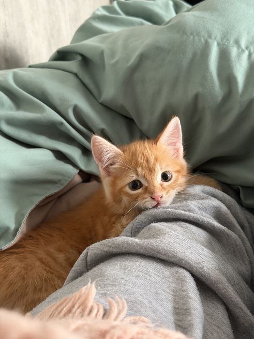 Котенок ищет добрые руки