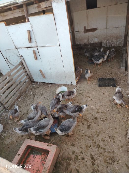 Продам гусятаааа