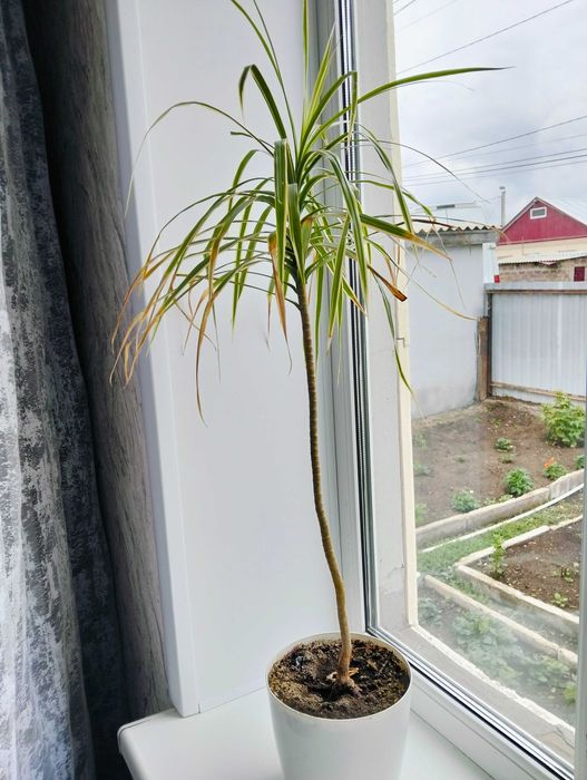 Продам комнатные цвет