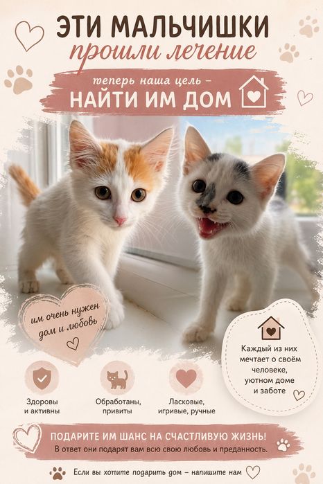 Ищем дом для котят мальчиков