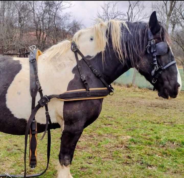Hamuri maraton trăsura Olanda