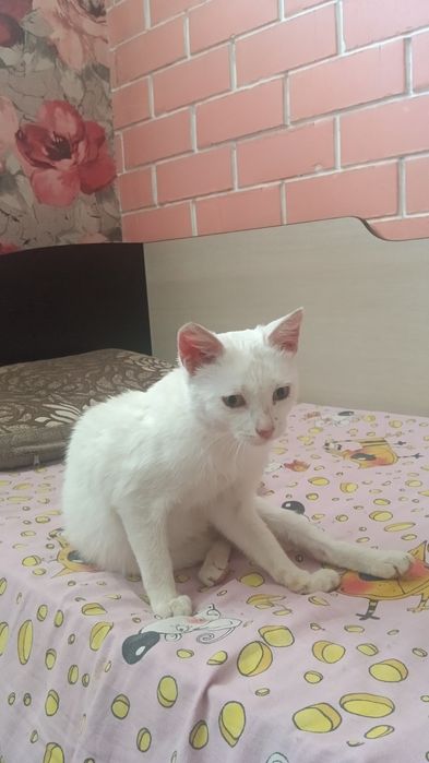 В Добрые руки Бесплатно!