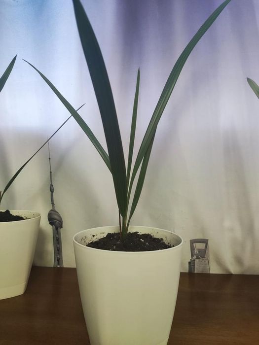 Финиковая пальма