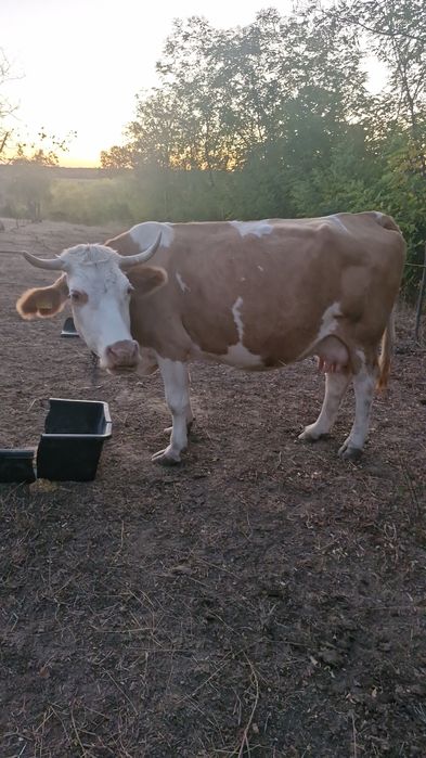 Vaca baltata  de vanzare
