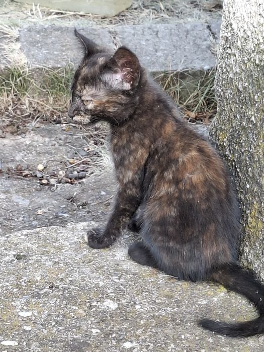 Подарявам котенца