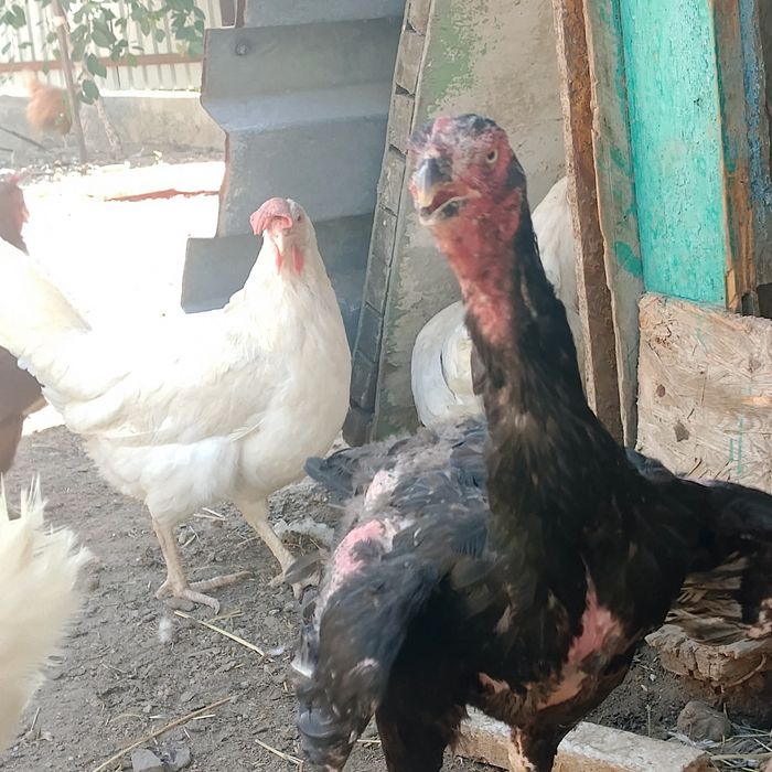 Продам бойцовую породу дакан