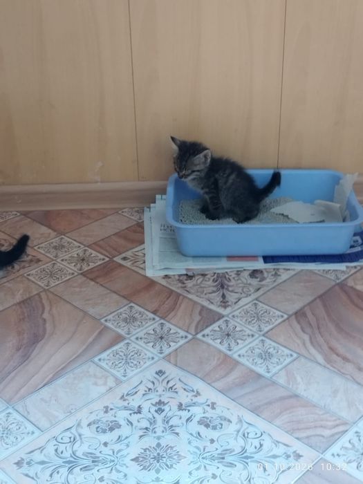 Отдам котят в добрые руки