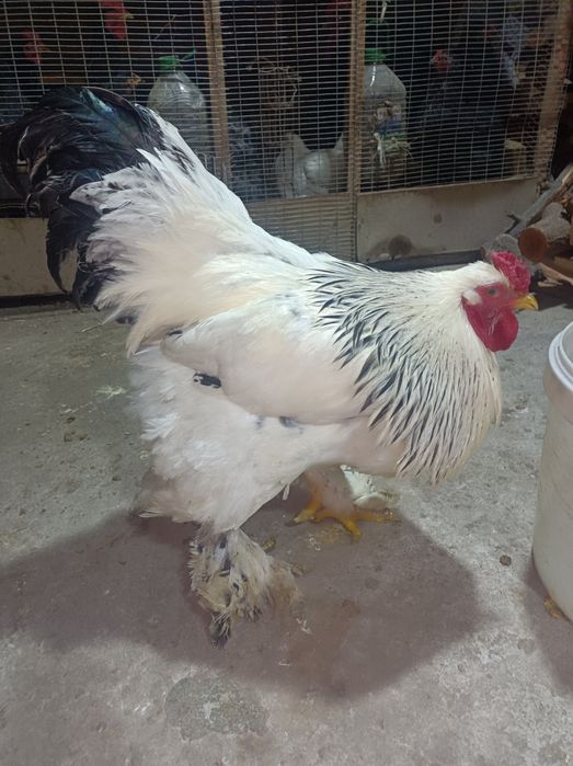 Qora Shag'zoda,Bramma,Chorni Almas