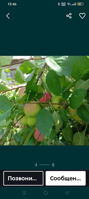 Продам дачу сад Клён.