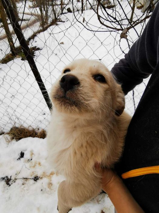 Donez cățeluși pentru vremuri bolojenești - model austeritate 2026