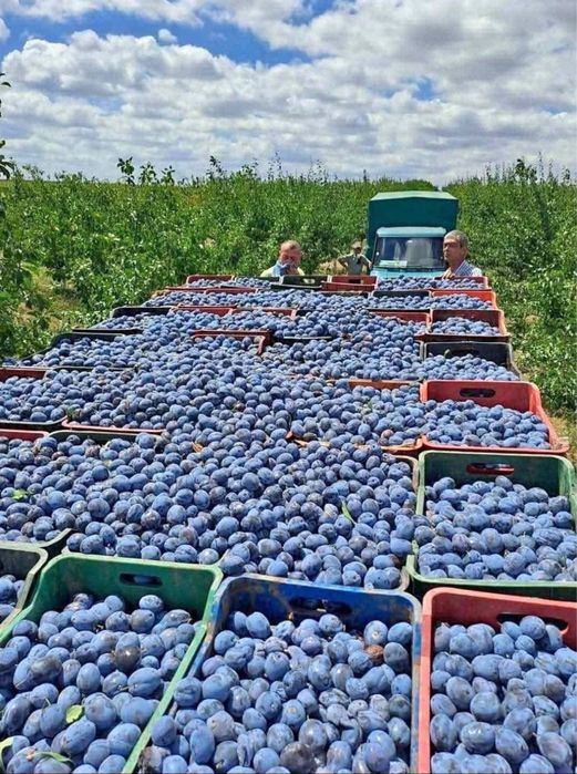 Vând prune de țuică