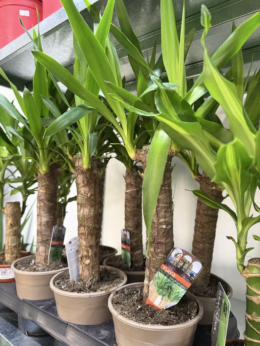 Цветы для офисных помещении