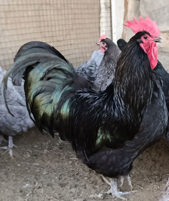 Австралорп зотли хўрозлар сотилади