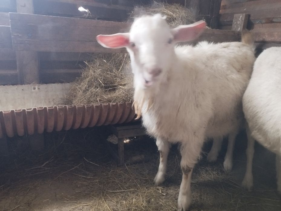 Теке сатылады 8 айлық пародисты