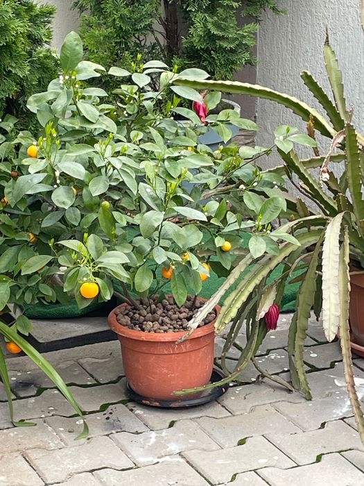 Ficus , pui de smochin , flori , muscate