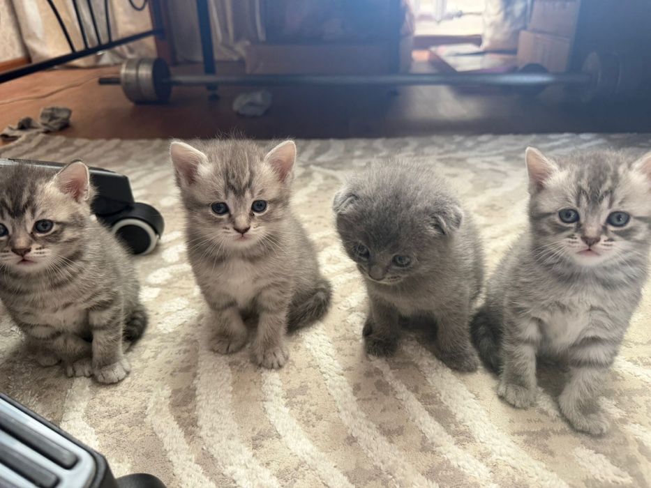 Продам породистых котят