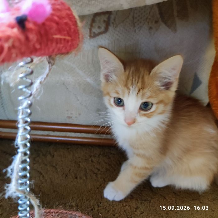 Солнечный котёнок