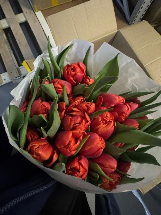 тюльпаны  290тг степногорские