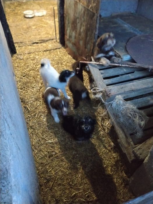 Donez căței talie mica