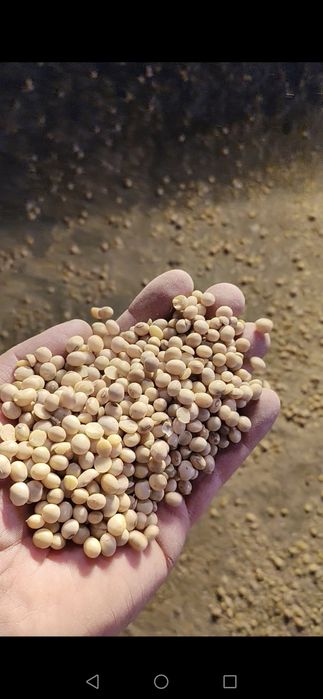 Продам соя продам соя