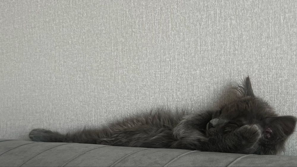 Отдам котенка в добрые руки
