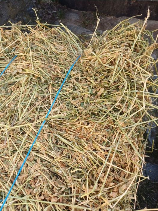 Vând baloti de lucernă