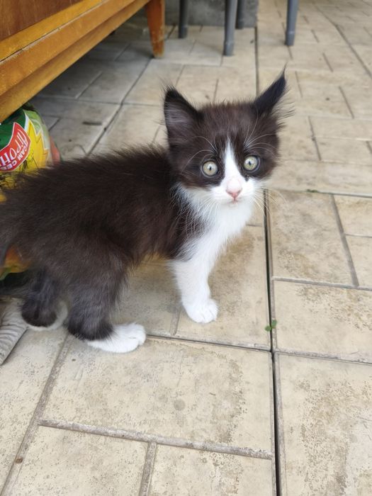 Котята крысыловка.
